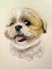 Nitsan, irrsistible Shih-Tzu en portrait dessine d'aprs photo